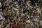 Libertadores 2012 | G7 | V�lez 3 - Chivas 0